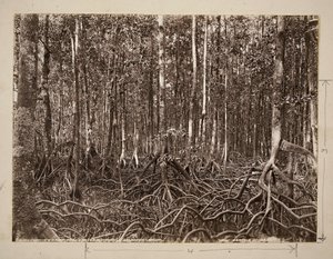 A mangrove swamp, Pachu River, Choiseul, Solomon Group